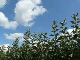 Жеміс ағаштары питомниктері: алма, алмұрт, өрік, шие, өрік, шабдалы 01