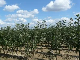 Жеміс ағаштары питомниктері: алма, алмұрт, өрік, шие, өрік, шабдалы 02