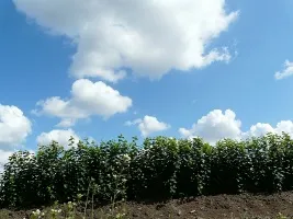 Жеміс ағаштары питомниктері: алма, алмұрт, өрік, шие, шие, өрік, шабдалы 04