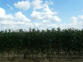 Жеміс ағаштарының питомнигы: алма, алмұрт, өрік, шие, өрік, шабдалы 06