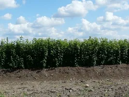 Жеміс ағаштарының питомнигі: алма, алмұрт, өрік, шие, өрік, шабдалы 07