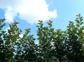 Жеміс ағаштарының питомниктері: алма, алмұрт, өрік, шие, өрік, шабдалы 08