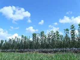 Жеміс ағаштары питомниктері: алма, алмұрт, өрік, шие, шие, өрік, шабдалы 09